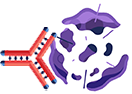The SARCLISA binds to a myeloma cell, destroying it.