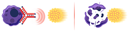The SARCLISA molecule binds to a myeloma cell which alerts an immune system cell to come and destroy the myeloma cell.