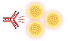 The SARCLISA molecule boosts a trio of immune system cells.
