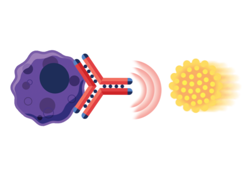 A SARCLISA molecule binds to a myeloma cell, exposing it to an immune system cell.