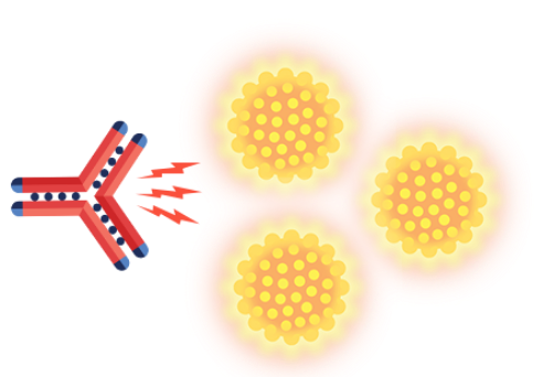 A SARCLISA molecule boosts immune system cells.