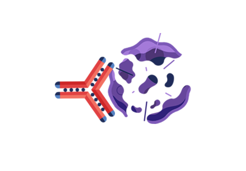 A SARCLISA molecule kills a myeloma cell.